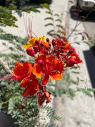 Image result for Caesalpinia