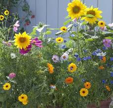 Sonnenblumen Schmuckkorbchen Kornblumen Und Zinnien Im Blumentopf In 2020 Mein Schoner Garten Spezial Ziergarten Pflanzen