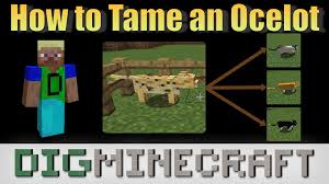 Read on for tips and tricks! Learn How To Tame A Wild Ocelot Into A Cute Cat That Can Be Your Pet In Minecraft In This Youtube Video Your Pet Cute Cat Pets