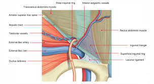 The inguinal canal (canalis inguinalis; Easy Notes On Inguinal Hesselbach S Triangle Learn In Just 3 Mins Earth S Lab