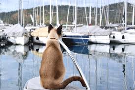 We did not find results for: The Best Of Boat Traditions And Superstitions In Turkey Daily Sabah