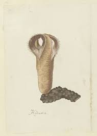 Image result for Hydnora