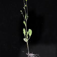 Image result for Senecio pleistocephalus