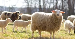 Animals that live on a farm are usually kept there for their produce, labor, or meat. Blackberry Farm Farm Animals Blackberry Farm Luxury Resorts