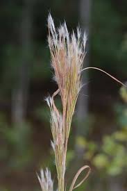 Image result for Andropogon ligulatus