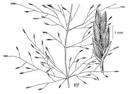 Image result for Eragrostis pilosa