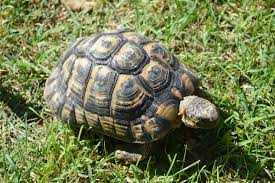 Schildkröten sind wechselwarme tiere und benötigen wärme, um aktiv zu sein. Landschildkroten 5 Beliebte Einsteigerarten