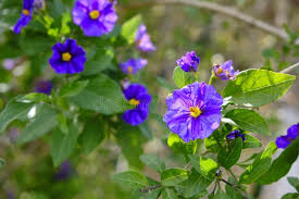 Image result for Lycianthes rantonnetii