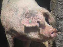 Maybe you would like to learn more about one of these? The Irish Pig A K A The Gentleman Who Pays The Rent