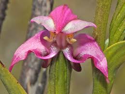 Image result for Disperis