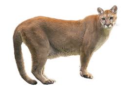 Puma Aslan K&ouml;peği - Hayvan Grubu png indir - 625 * 450 - &Uuml;cretsiz ...