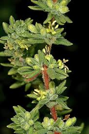 Image result for Anthospermum