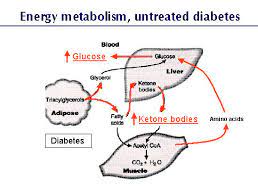 Ketoacidosis Diabetes In Pets Fandom