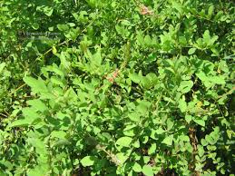 Image result for Indigofera hirsuta