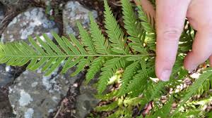 Image result for Pteris friesii