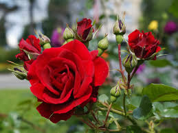 The huge variety of flowers that are available can be confusing. Rose Types Not All Roses Are Alike