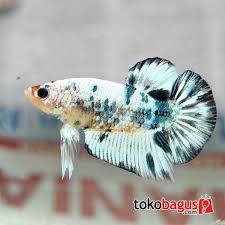 Dalmatian Betta Fish