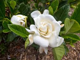 Gardenia jasminoides is a long blooming evergreen shrub that produces beautiful white flowers in summer. 21 Most Fragrant Flowers Shrubs For Your Garden