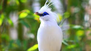 This yellow bird on a faded, blurred background is an excellent option for your desktop. Beautiful Birds Wallpapers Free Download Whatsapp Girls Number