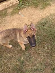 Find german shepherd in dogs & puppies for rehoming | find dogs and puppies locally for sale or adoption in canada : German Shepherd Puppies For Sale Columbia Mo 311011