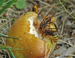 Maybe you would like to learn more about one of these? What Is That Giant Hornet And Why Is It Eating My Tree European Hornet I Vespa Crabro I Bug Of The Week