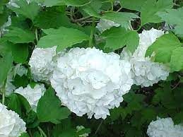 Snowball Bush Viburnum Opulus Viburnum Opulus Roseum Viburnum