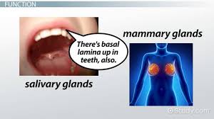 Maybe you would like to learn more about one of these? Basal Lamina Definition Function Video Lesson Transcript Study Com