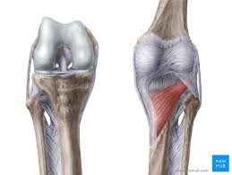 What functions does the four ligaments have in the knee?. Anterolateral Ligament Newly Described Ligament Kenhub