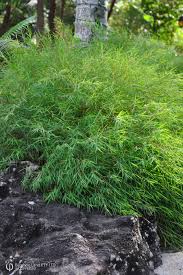 Image result for Pogonatherum paniceum