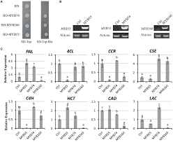 Maybe you would like to learn more about one of these? Frontiers Insights Of Molecular Mechanism Of Xylem Development In Five Black Poplar Cultivars Plant Science