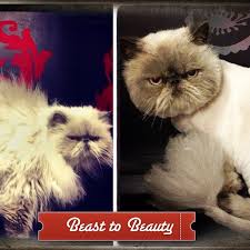 Bowwowbeautyshoppe Cat Grooming At Bow Wow Beauty Shoppe San Diego Ca Dog Boutique Cat Grooming Dog Groomers