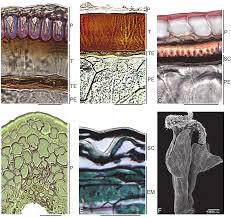 Image result for Lophiocarpus latifolius