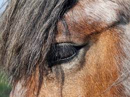 How Long Do Horses Live The Horse Dispatch