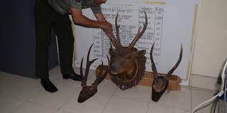 7 Tanduk rusa disita dari barber shop, pemiliknya diproses