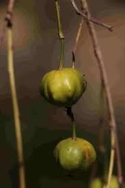 Image result for Shirakiopsis elliptica