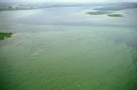 Bataille de Fotevik — Wikipédia