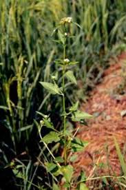 Image result for Melochia