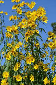 Helianthus Grosseserratus Saw Tooth Sunflower Tall Plants Growing Flowers Pollinator Plants