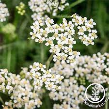 13 Of The Best Yarrow Varieties For The Home Garden Gardener S Path
