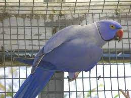 Free Local Classified Ads Pet Birds Funny Birds Bird Species