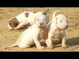 We have fawn, brown and black color pups. Pakistani Bully Puppies For Sale This Week Pak Bully Pups Ready Bully Kutta For Sale In India Youtube Puppies For Sale Bully Kutta Bully Puppies For Sale