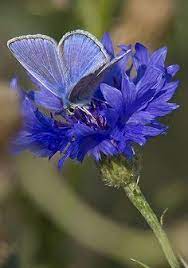 Pin By Yohana Galanakis On B U T T E R F L I E S Beautiful Butterflies Butterfly Pictures Butterfly
