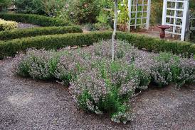 Image result for Clinopodium uhligii