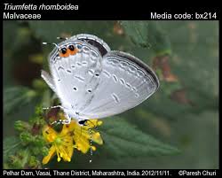 Image result for Triumfetta digitata