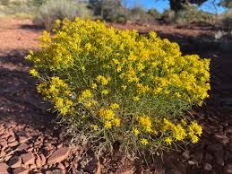 Image result for Cienfuegosia gerrardii