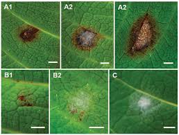 Image result for Colletoecema