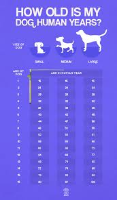 Learn How Old Is Your Dog In Human Years Dog Years To Human