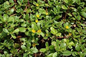 Piantine di portulaca online / portulaca plants for sale online annuals garden goods direct. Portulaca Collection And Use In Cooking Silvio Cicchi