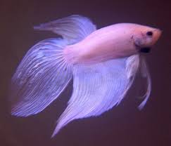 When Bettas Jump The Tank Fish Care