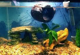 The Old Floating Log Betta Fish Care Betta Fish Betta Aquarium
